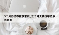 3个月养拉布拉多常识_三个月大的拉布拉多怎么养